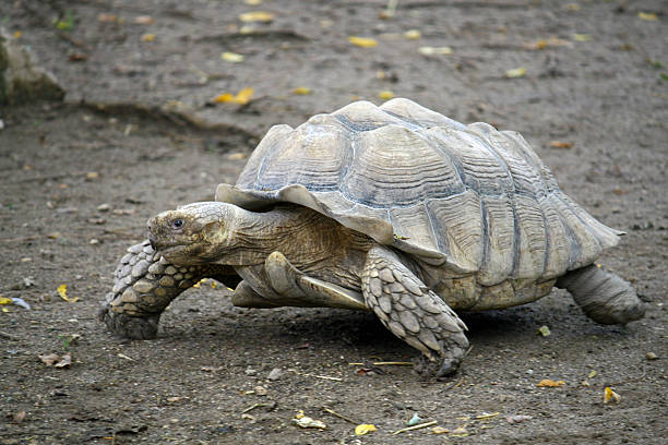 istock giant turtle slow walks slowly on Earth 178790362