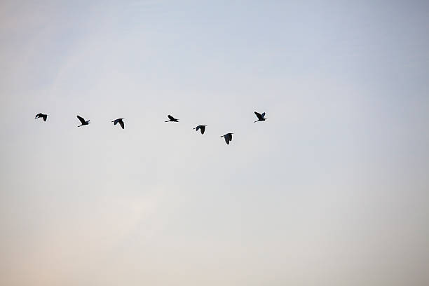 istock Group of birds fly in the air 178790384
