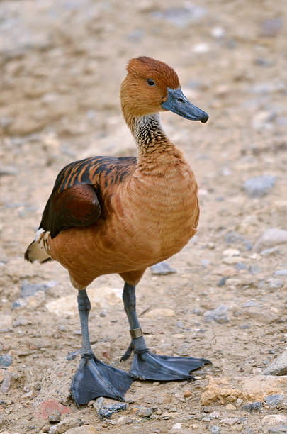 Fulvous Whistling Duck (Dendrocygna bicolor) standing on ground