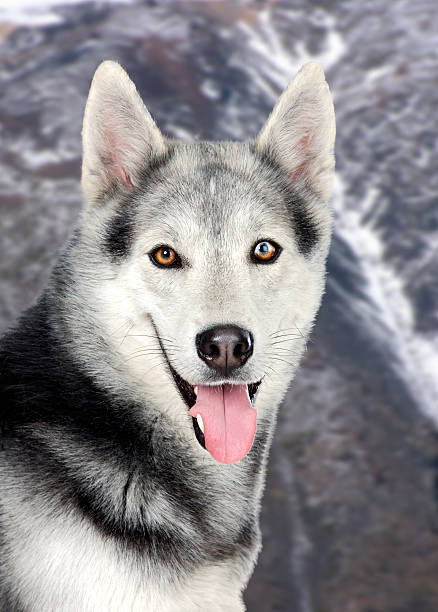 istock Beautiful siberian dog 178790684