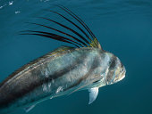 nematistius-pectoralis-schwimmen-unter-wasser-entfernt.jpg?b=1&s=170x170&k=20&c=ynN9qLq8ybAGM6UGZ1gSfxHvMYT9lSNVUMyvsQp1V1Q=
