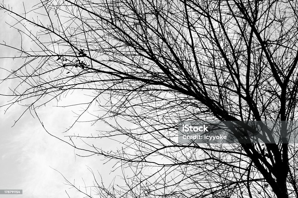 AST Baum in schwarz und weiß - Lizenzfrei Abgestorbene Pflanze Stock-Foto