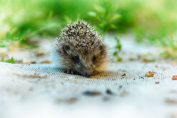 istock European hedgehog (Erinaceus Europaeus), in the yard on the path. 1787912036