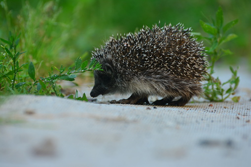European hedgehog (Erinaceus Europaeus), in the yard on the path.