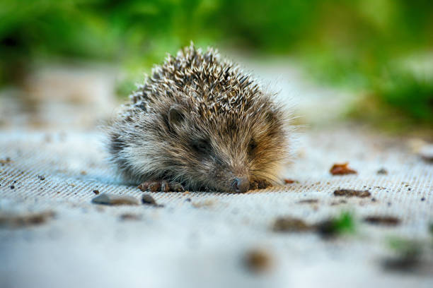 istock European hedgehog (Erinaceus Europaeus), in the yard on the path. 1787913076