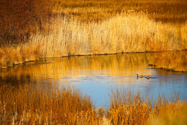 istock Silver Creek Nature Conservancy near Sun Valley, Idaho 1787913082