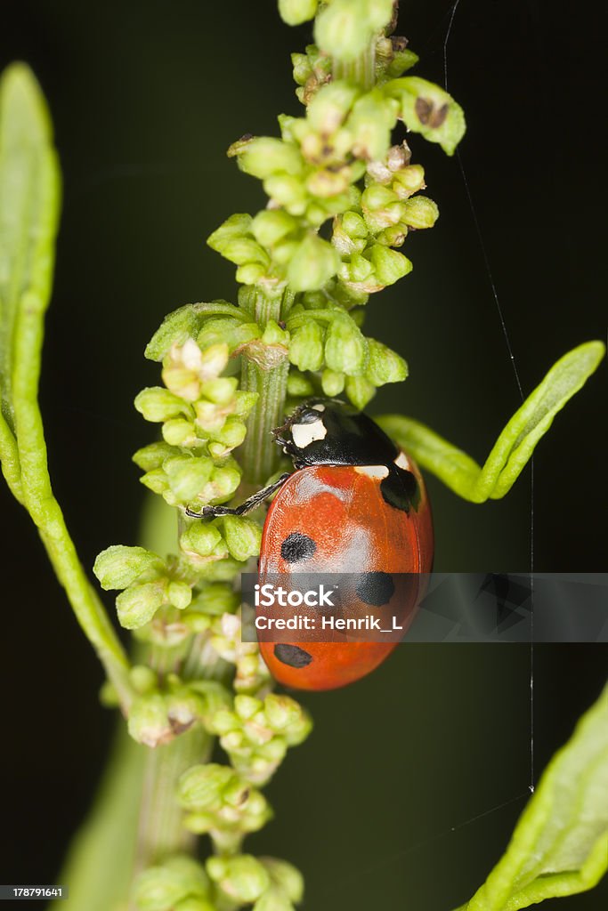 Coccinella, Coccinella septempunctata macro foto - Foto stock royalty-free di Ambientazione esterna