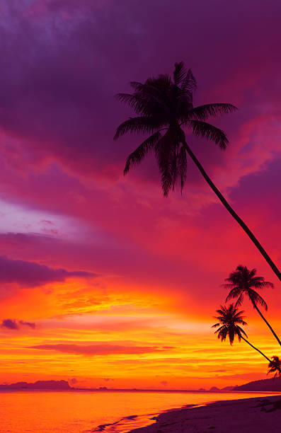 istock Sunset over the ocean with tropical palm trees 178791776