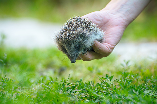 veterinarian in blue uniform inspects a hedgehog