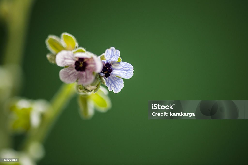 Wildblume - Lizenzfrei Baumblüte Stock-Foto