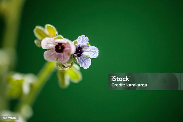 Wildblume Stockfoto und mehr Bilder von Baumblüte - Baumblüte, Bewegungsunschärfe, Biegung