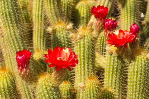 An array of flowering cacti, California barrel cactus, strawberry hedgehog, and Gander’s cholla, and brittlebush flowers in Anza-Borrego Desert State Park, San Diego County, in Southern California.