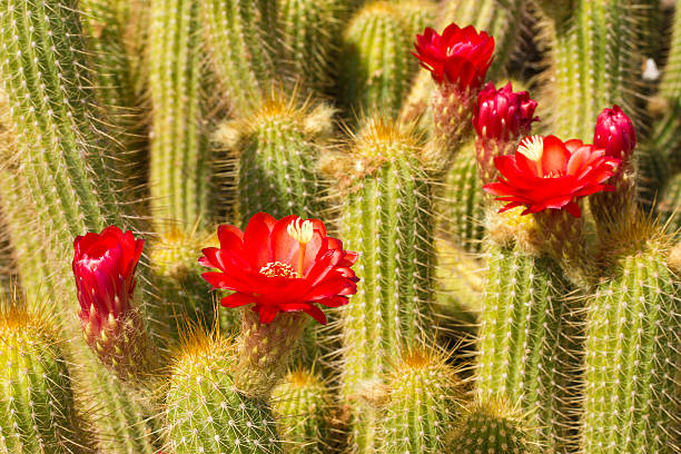 красный кактус крупный план факел - single flower desert spring red стоковые фото и изображения