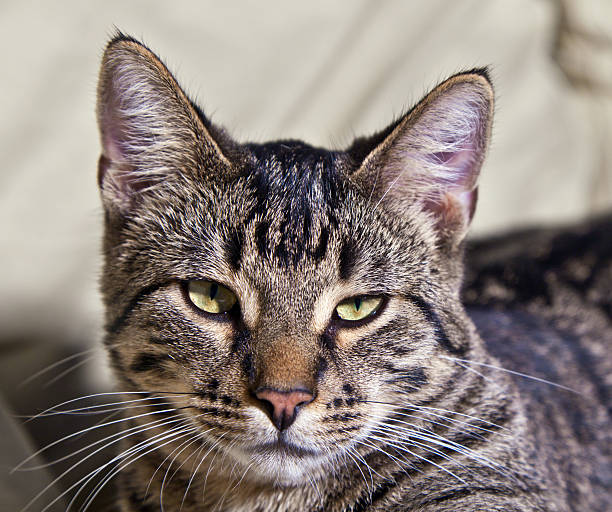 istock beautiful European cat 178791897