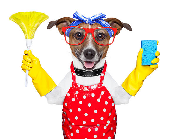Dog dressed as a housewife with cleaning materials