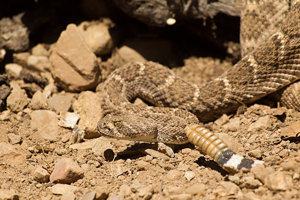 istock Western Diamond Backed Rattlesnake 178792125