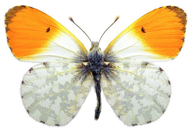 Isolated orange tip butterfly Macro of male orange tip butterfly (Anthocharis cardamines) isolated on white background anthocharis cardamines stock pictures, royalty-free photos & images