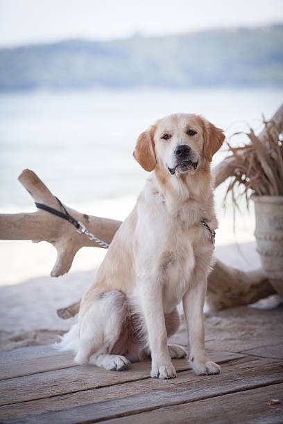 Golden retriever - fotografia de stock