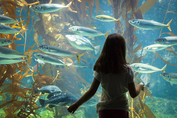 istock A young girl looking at fish in an aquarium 178792303