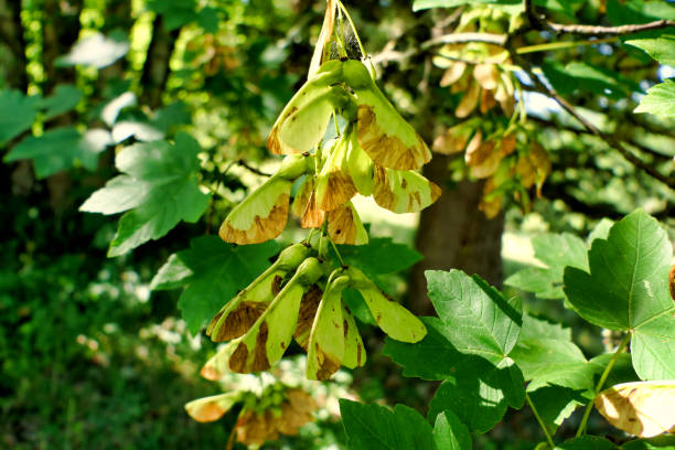 clés de l’arbre de sycomore - maple green maple keys tree photos et images de collection