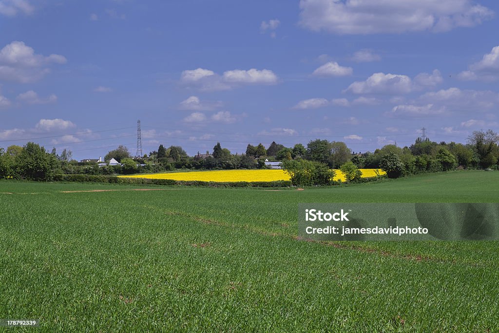 campo - Foto stock royalty-free di Agricoltura