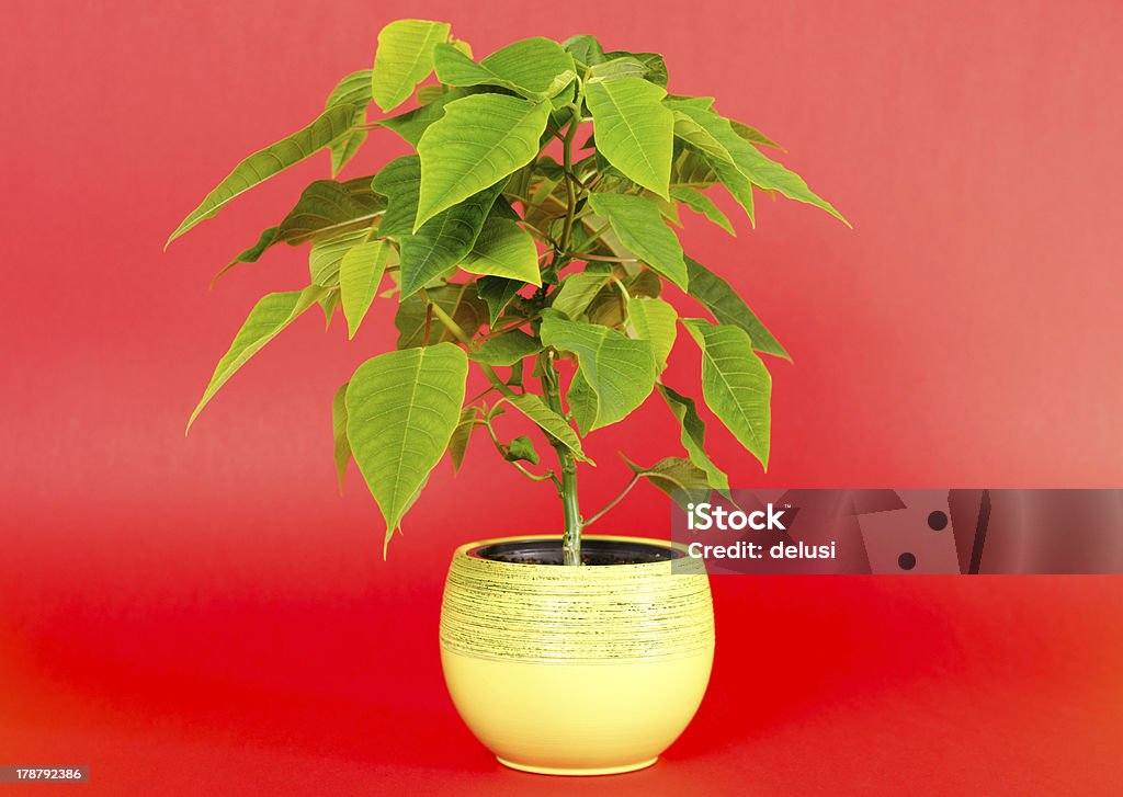 Flor de nochebuena flor - Foto de stock de Adorno de navidad libre de derechos