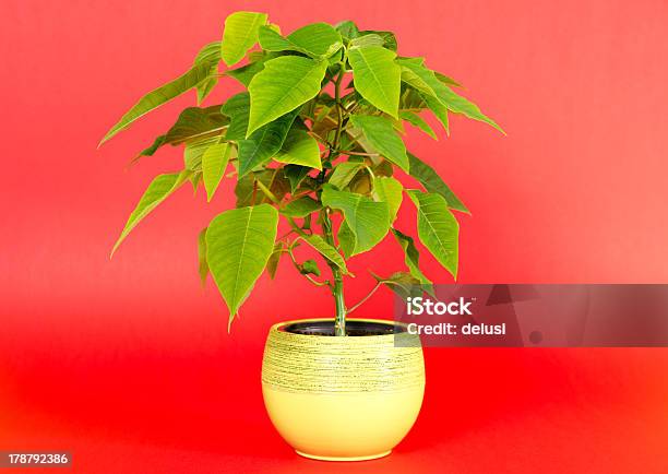 Flor De Nochebuena Flor Foto de stock y más banco de imágenes de Adorno de navidad - Adorno de navidad, Celebración - Ocasión especial, Crecimiento