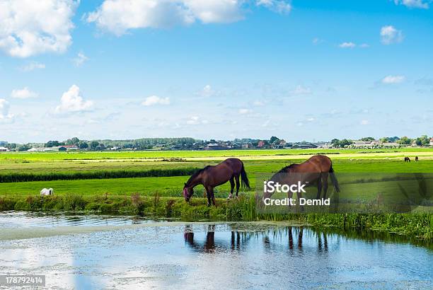 Cavalos Em Um Banco - Fotografias de stock e mais imagens de Agricultura - Agricultura, Ajardinado, Animal