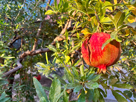 Pomegranate cracked on the branch in the fall.