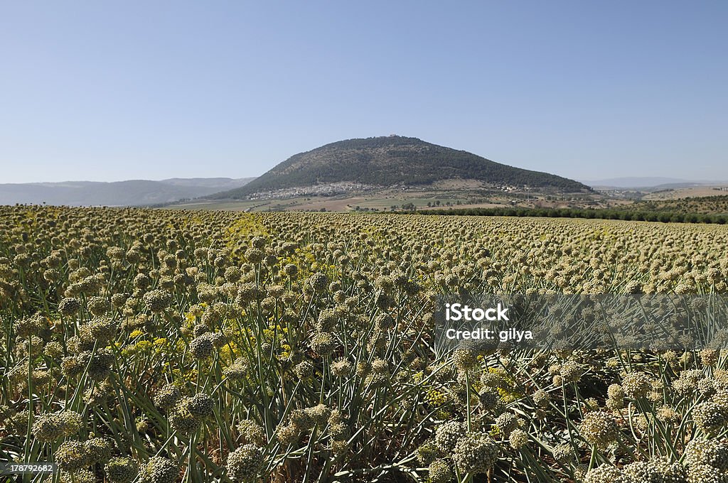 Гора Tavor, в спине лук растений, Израиль - Стоковые фото Без людей роялти-фри