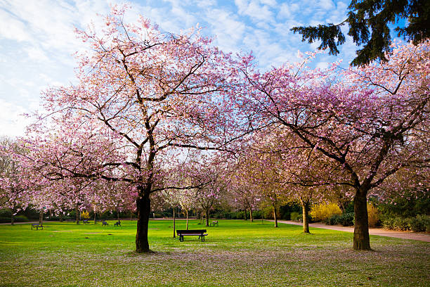 istock Sakura flowers blooming. Beautiful pink cherry blossom 178792692