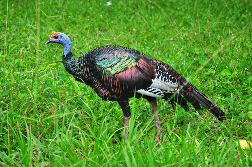 An ocellated turkey at Tikal - one of the largest archaeological sites and urban centres of the pre-Columbian Maya civilization.