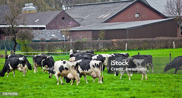 Photo libre de droit de Vaches Sur Prairie banque d'images et plus d'images libres de droit de Agriculture - Agriculture, Boisson, Bovin