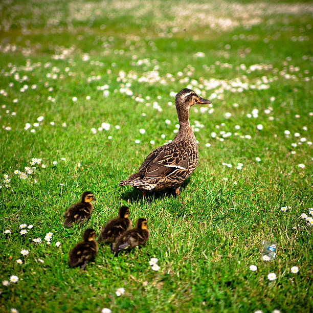 istock Family of ducks 178792935