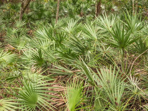 istock Palmetto colony in Florida 1787929613