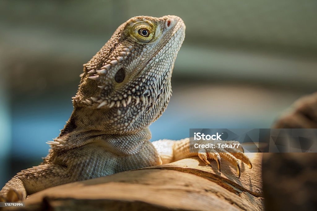 stripe-headed bearded dragon Amphibian Stock Photo