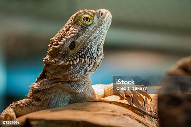 Stripeheaded Bearded Dragon Stock Photo - Download Image Now - Amphibian, Animal, Animal Wildlife