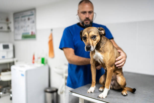 istock Doctor Hearing a Dog Heart Beat 1787930168