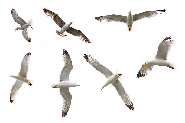 istock Set of sea gulls isolated on white 178793057