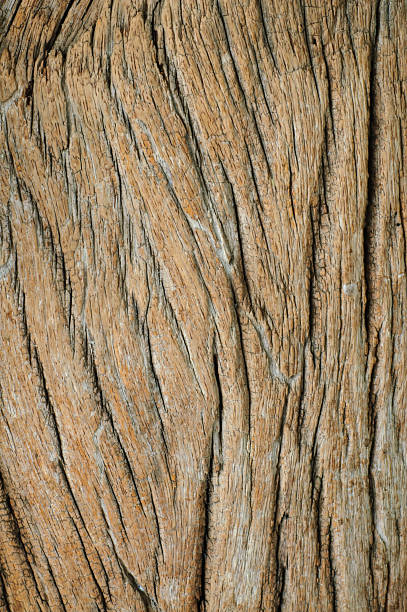 istock Texture Of Wood 178793124