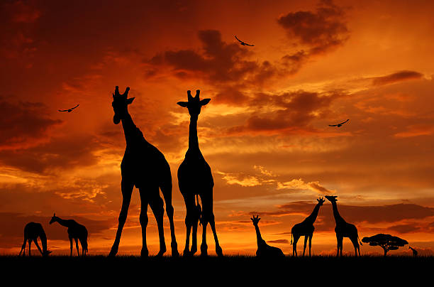 istock herd of giraffes 178793239