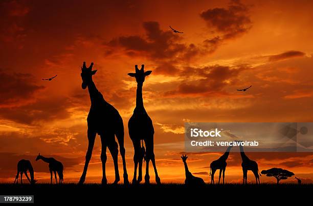 Herd Of Giraffes Stock Photo - Download Image Now - Africa, Animal, Animal Wildlife