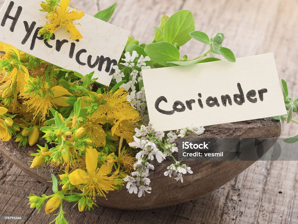 coriander and st john's wort fresh herbs in the wooden pot Alternative Therapy Stock Photo