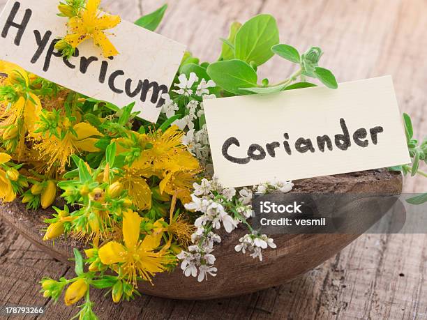 Coriander And St Johns Wort Stock Photo - Download Image Now - Alternative Therapy, Arrangement, Cilantro