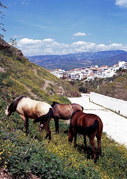 istock Wild horses grazing, Alora, Spain. 178793440