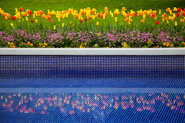 Flower bed of tulips and reflection in water stock photo
