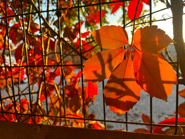 istock Red colored leaves at sunset in autumn. 1787937916