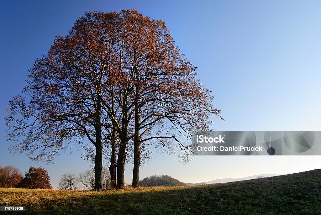 Automne groupe de tilleul - Photo de Arbre libre de droits