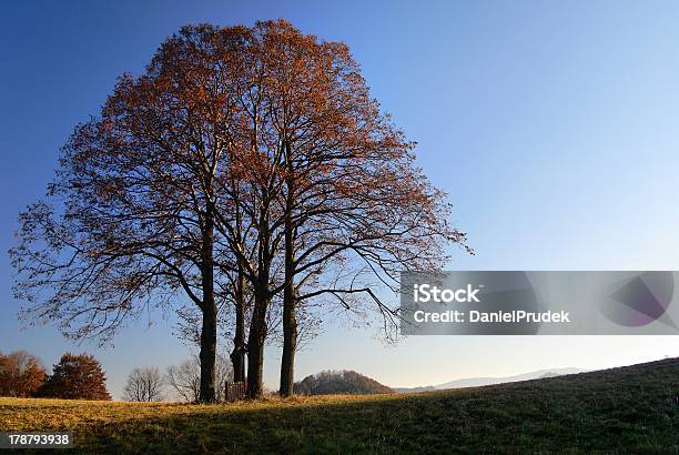 Photo libre de droit de Automne Groupe De Tilleul banque d'images et plus d'images libres de droit de Arbre - Arbre, Arbre à feuilles caduques, Automne