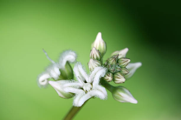 istock flowers in the wild 178793997